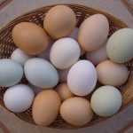 eggs