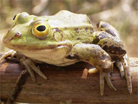 frog