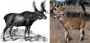 deer_elk