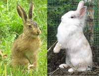 hare_rabbit