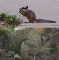 chipmunk_squirrel