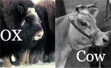 ox-vs-cow_s