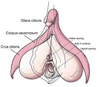 vulva-and-labia