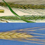 wheat-rye