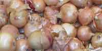 onion vs shallots