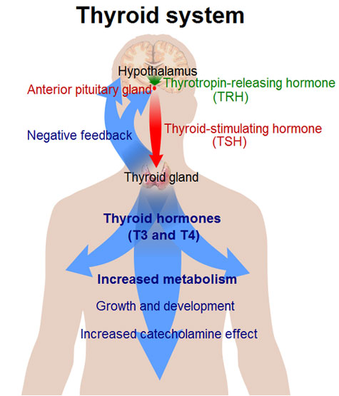 Thyroid System