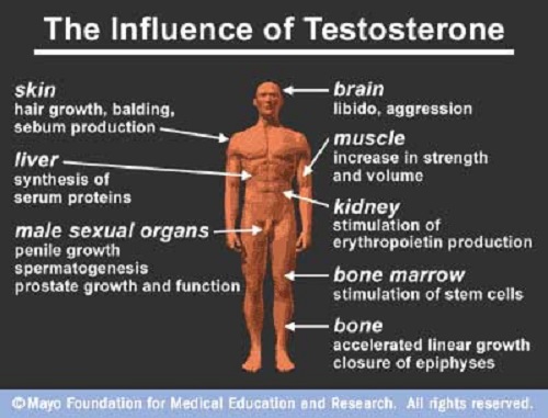 Difference Between Steroid and Testosterone-1