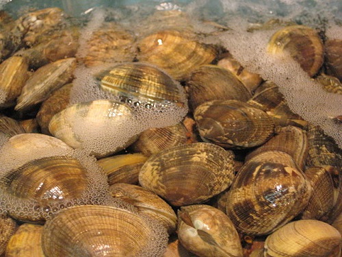 Difference Between Mussels and Clams-1