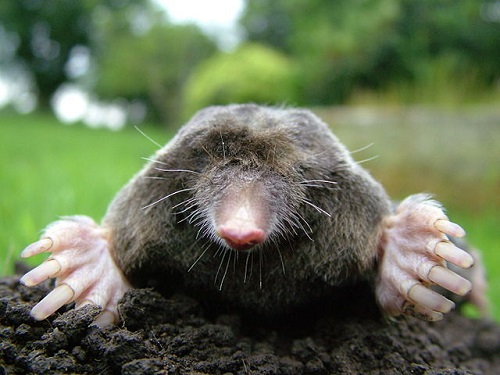 Difference Between Gopher and Mole-1