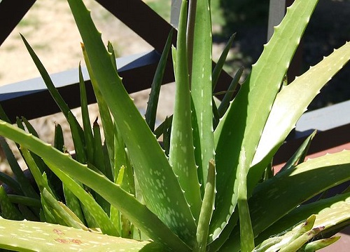 Difference Between Aloe and Aloe Vera-1