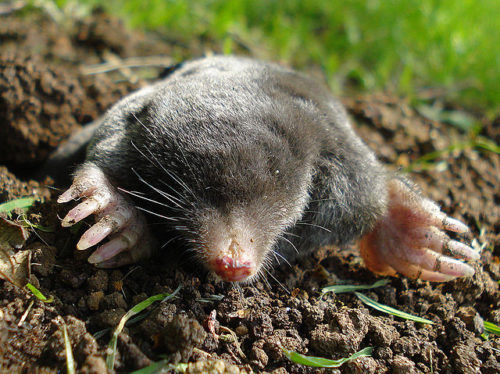 Difference Between Mole and Vole