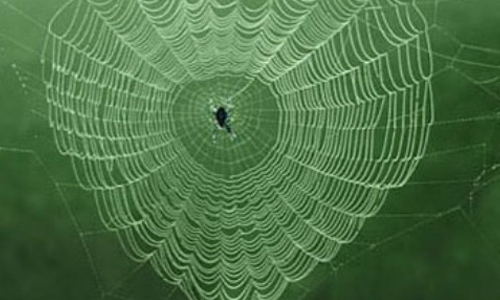 cobwebs and spider webs