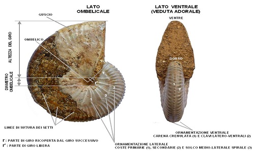 Ammonite_morphology_(Taramelliceras)
