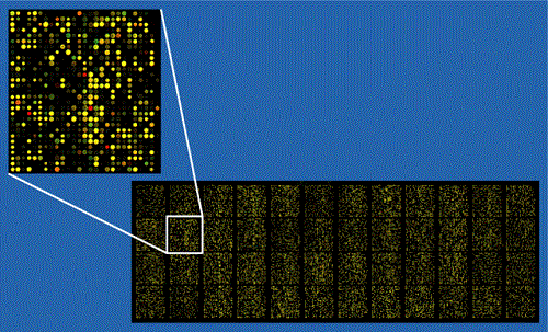 640px-microarray2