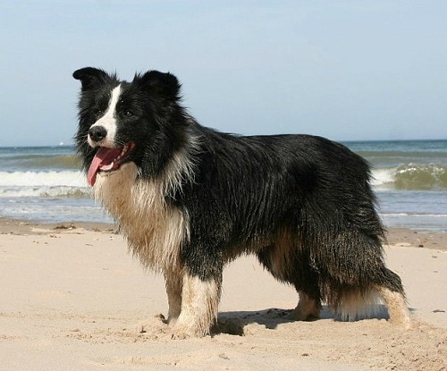 Difference Between Border Collie and Australian Shepherd
