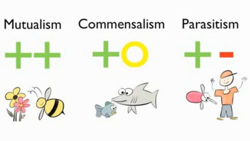 Difference Between Mutualism And Commensalism Difference Between