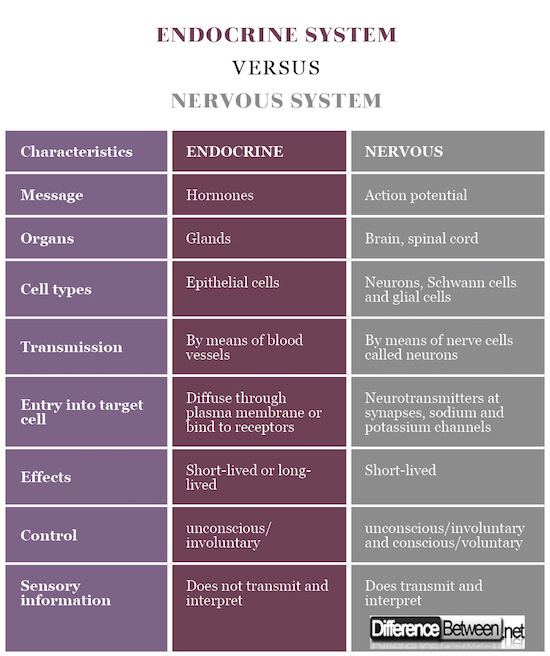 Difference Between Endocrine System and Nervous System | Difference Between