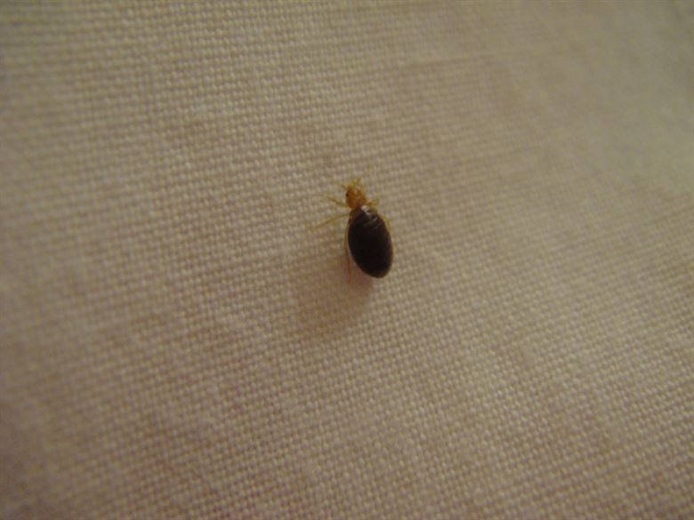 Difference Between Bed Bugs And Scabies Difference Between
