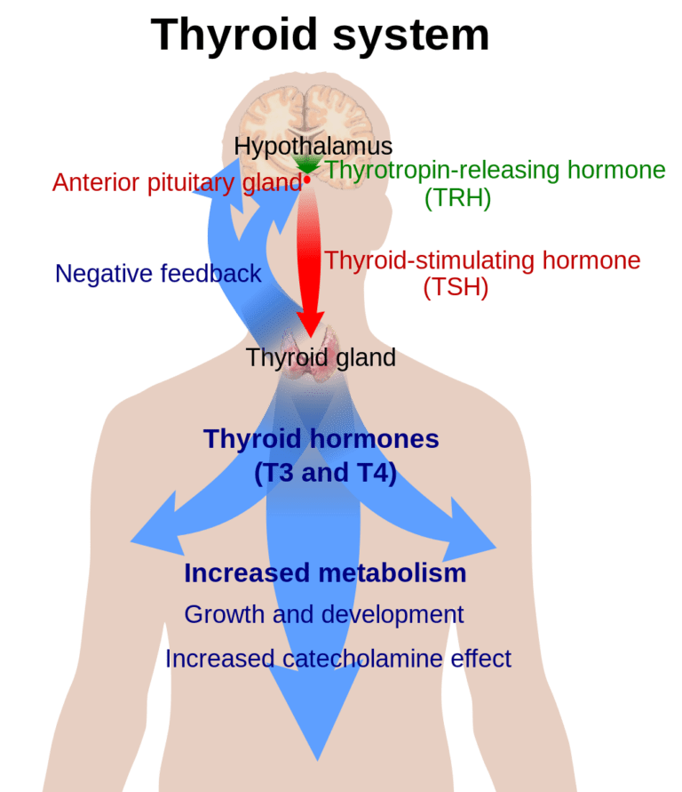 Difference Between Thyroid and Thymus Difference Between