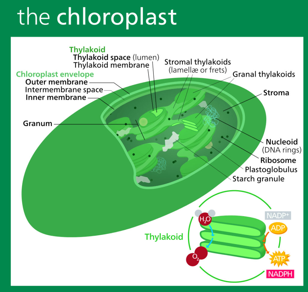 Difference Between Chlorophyll and Chloroplasts-1