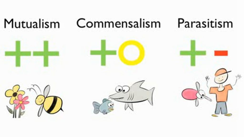 Difference between mutualism and commensalism