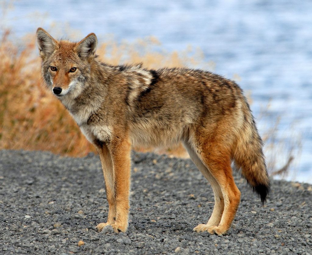 Difference between Coyotes and Foxes