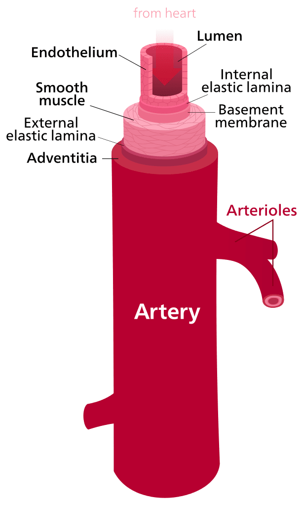 Difference Between Artery and Vein