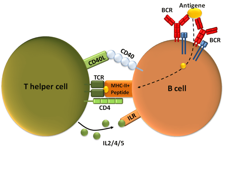 Difference Between T cells and B cells | Difference Between | T cells ...