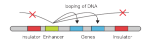 Difference Between Enhancer and Promoter | Difference Between ...