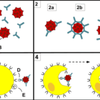 Difference Between | Tag archive for T Cells | T Cells