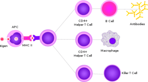 Difference Between T Cells and Antibodies | Difference Between | T ...