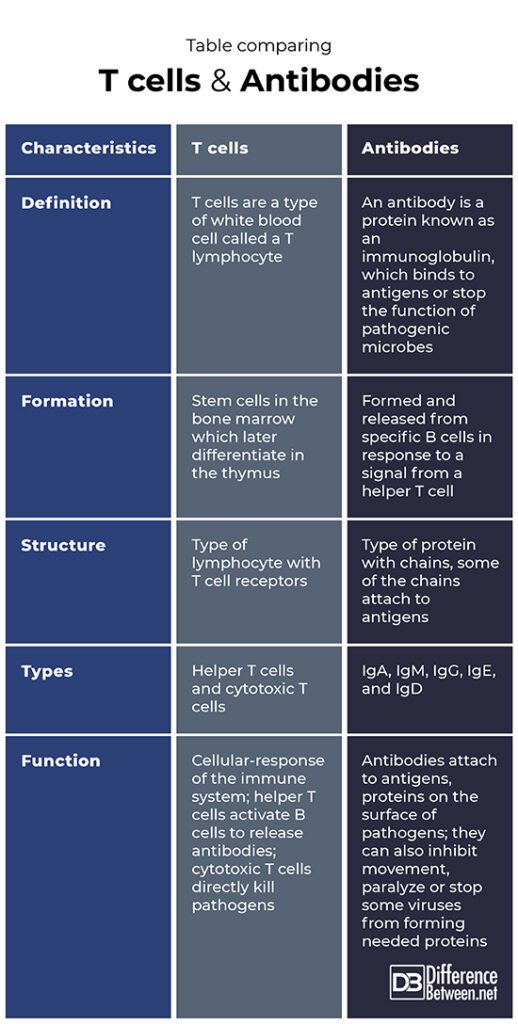 T Cell Vs Antibody , Difference Between T Cells and Antibodies – EMWGH