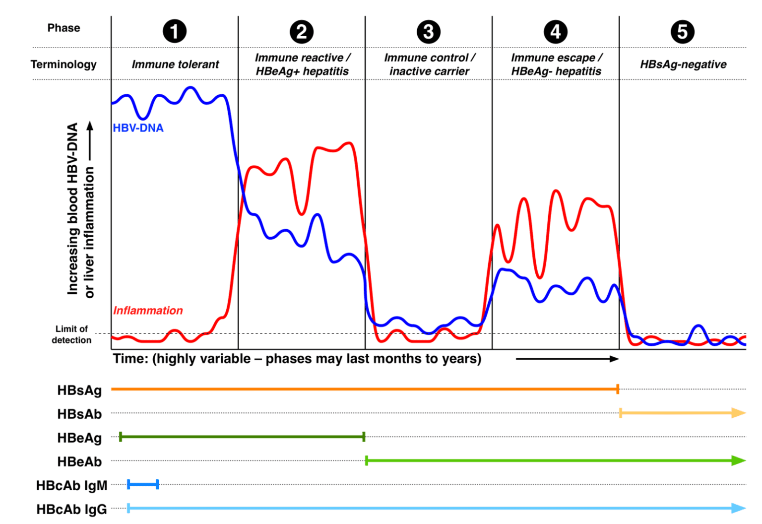 Difference Between Antibody Test IgG and IgM | Difference Between ...