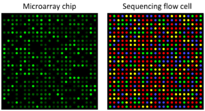 Difference Between Whole Genome Sequencing and Microarray | Difference ...