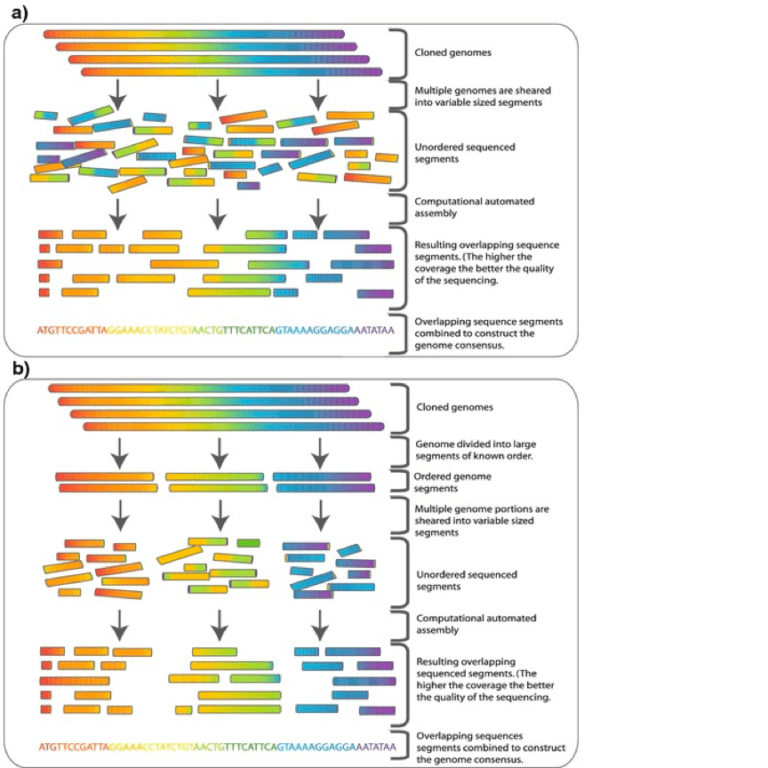Difference Between Whole Genome Sequencing and Microarray | Difference ...
